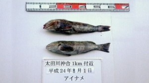 大灾难后日本群岛水生物安全遭受威胁，福岛钓到受辐射污染的鲉鱼致人恐慌